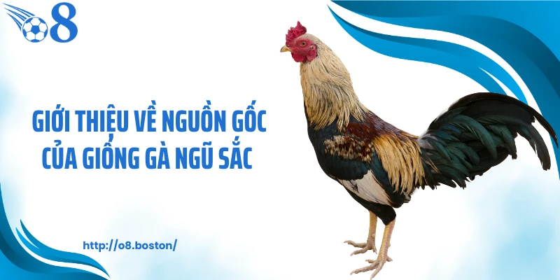 Giới thiệu về nguồn gốc của giống gà ngũ sắc