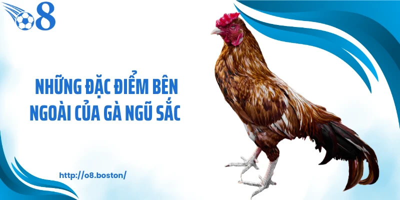 Những đặc điểm bên ngoài của gà ngũ sắc