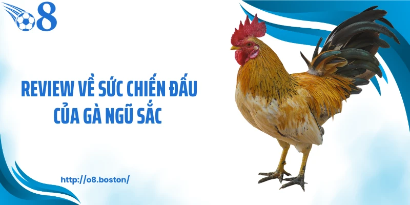 Review về sức chiến đấu của gà ngũ sắc