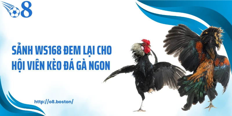 Sảnh WS168 đem lại cho hội viên kèo đá gà ngon